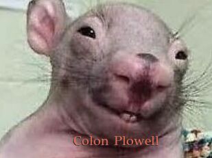 Colon_Plowell