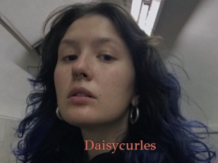 Daisycurles