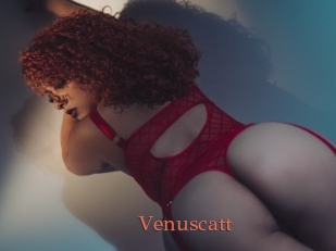 Venuscatt